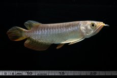 画像26: 紅尾金龍　 NO.16（ディナミカカプアス産） (26)