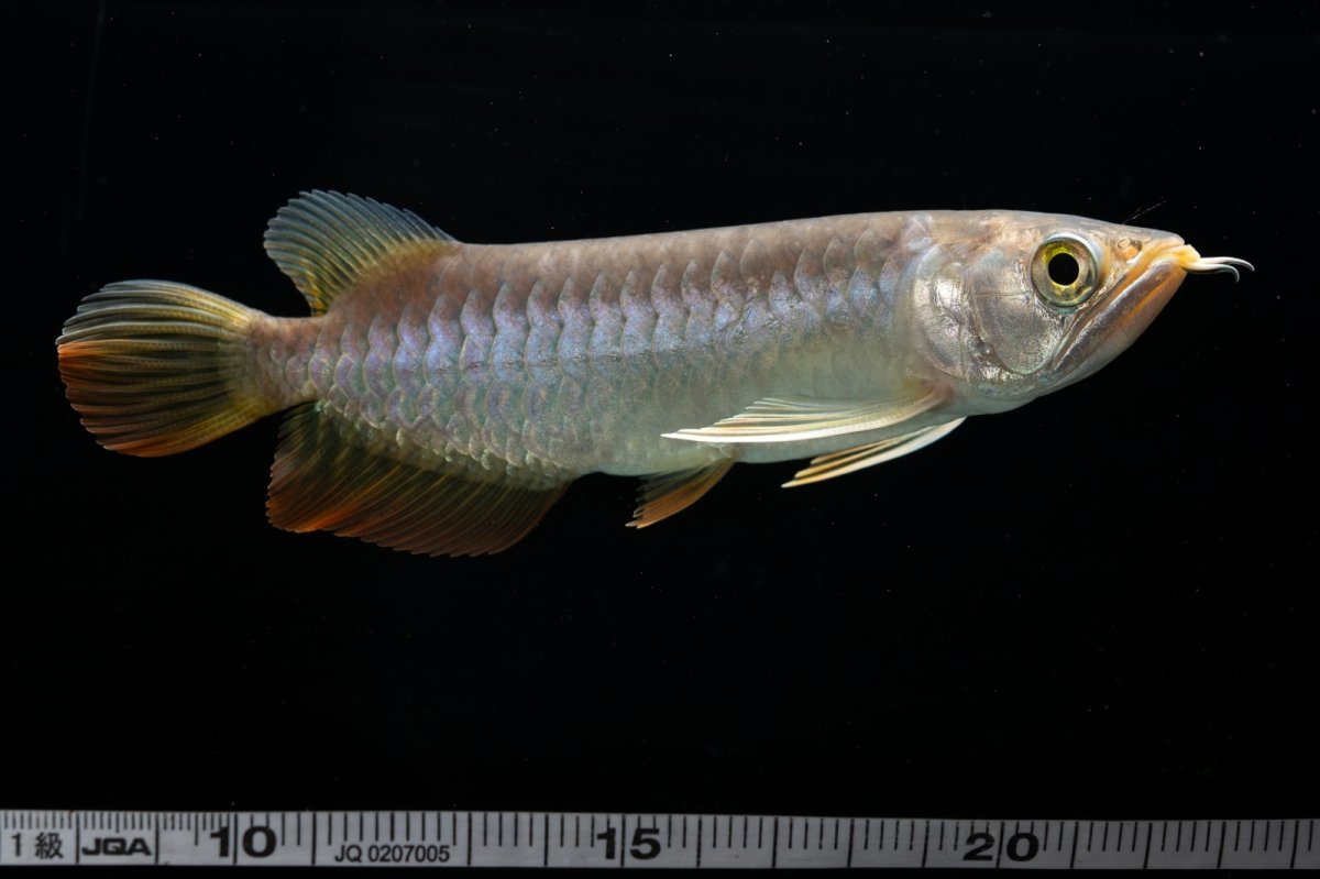 画像25: 紅尾金龍　 NO.16（ディナミカカプアス産） (25)