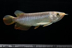 画像25: 紅尾金龍　 NO.16（ディナミカカプアス産） (25)