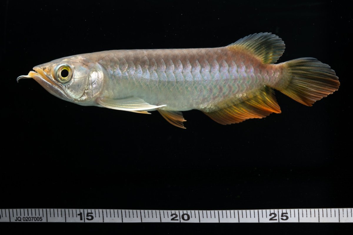 画像24: 紅尾金龍　 NO.16（ディナミカカプアス産） (24)