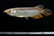 画像24: 紅尾金龍　 NO.16（ディナミカカプアス産） (24)