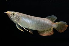 画像1: 紅尾金龍　 NO.16（ディナミカカプアス産） (1)