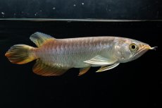 画像18: 紅尾金龍　 NO.16（ディナミカカプアス産） (18)