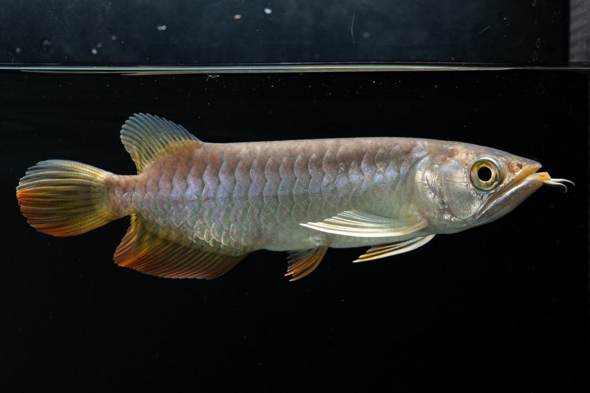 画像16: 紅尾金龍　 NO.16（ディナミカカプアス産） (16)