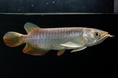 画像16: 紅尾金龍　 NO.16（ディナミカカプアス産） (16)