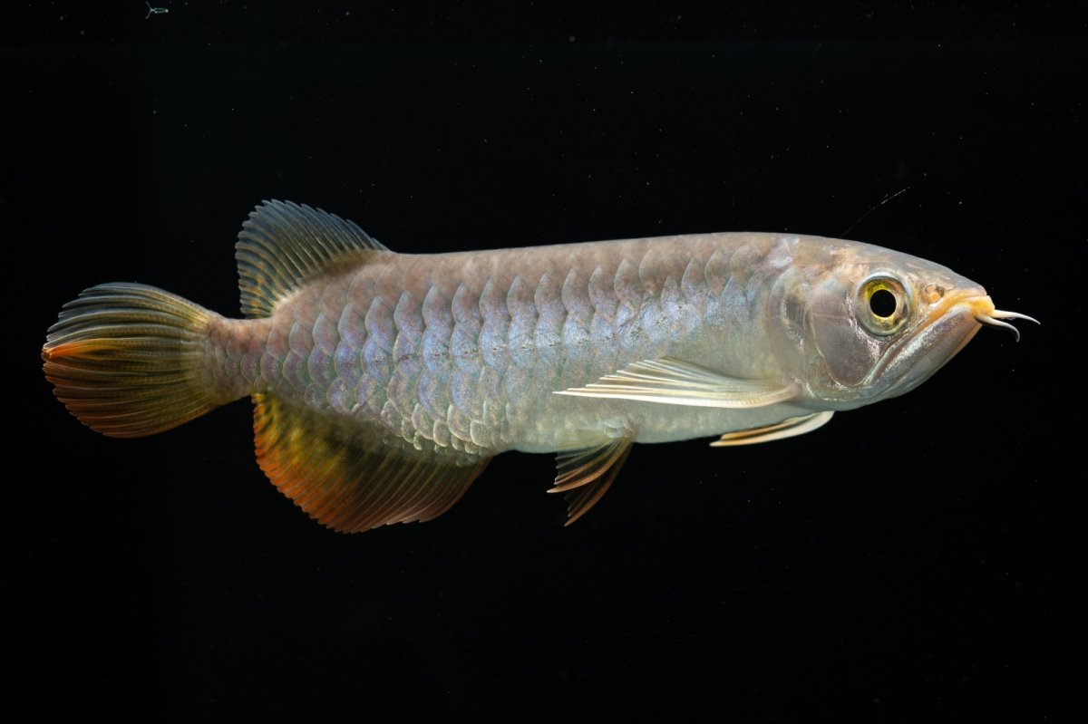 画像14: 紅尾金龍　 NO.16（ディナミカカプアス産） (14)