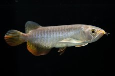 画像14: 紅尾金龍　 NO.16（ディナミカカプアス産） (14)