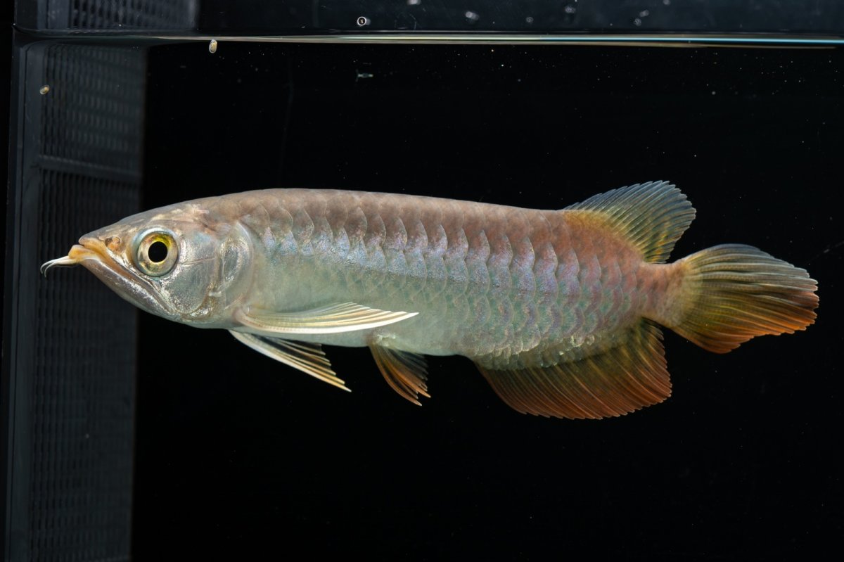 画像21: 紅尾金龍　 NO.16（ディナミカカプアス産） (21)