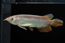 画像21: 紅尾金龍　 NO.16（ディナミカカプアス産） (21)