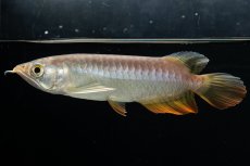 画像20: 紅尾金龍　 NO.16（ディナミカカプアス産） (20)