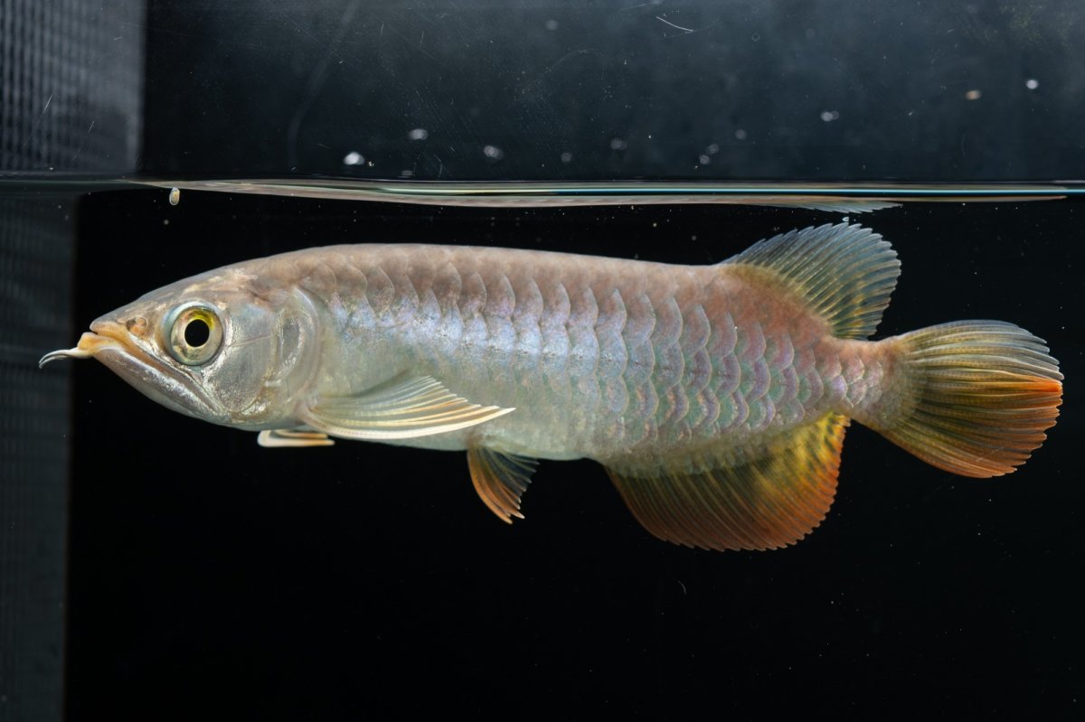 画像19: 紅尾金龍　 NO.16（ディナミカカプアス産） (19)