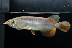 画像19: 紅尾金龍　 NO.16（ディナミカカプアス産） (19)