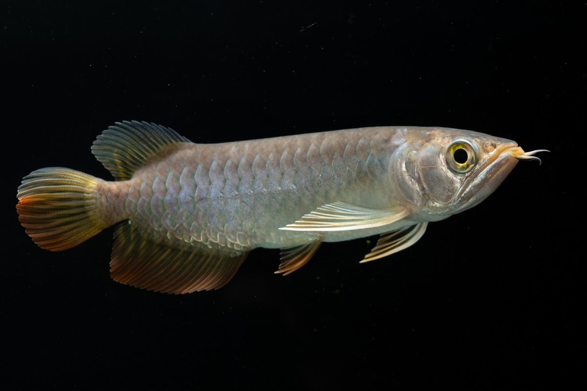 画像12: 紅尾金龍　 NO.16（ディナミカカプアス産） (12)