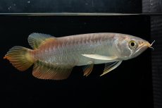 画像10: 紅尾金龍　 NO.16（ディナミカカプアス産） (10)