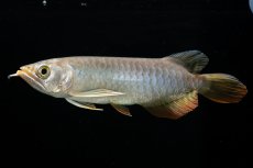 画像17: 紅尾金龍　 NO.16（ディナミカカプアス産） (17)