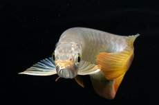 画像22: 紅尾金龍　 NO.16（ディナミカカプアス産） (22)