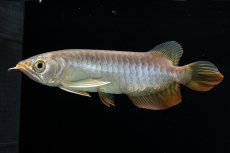 画像3: 紅尾金龍　 NO.16（ディナミカカプアス産） (3)