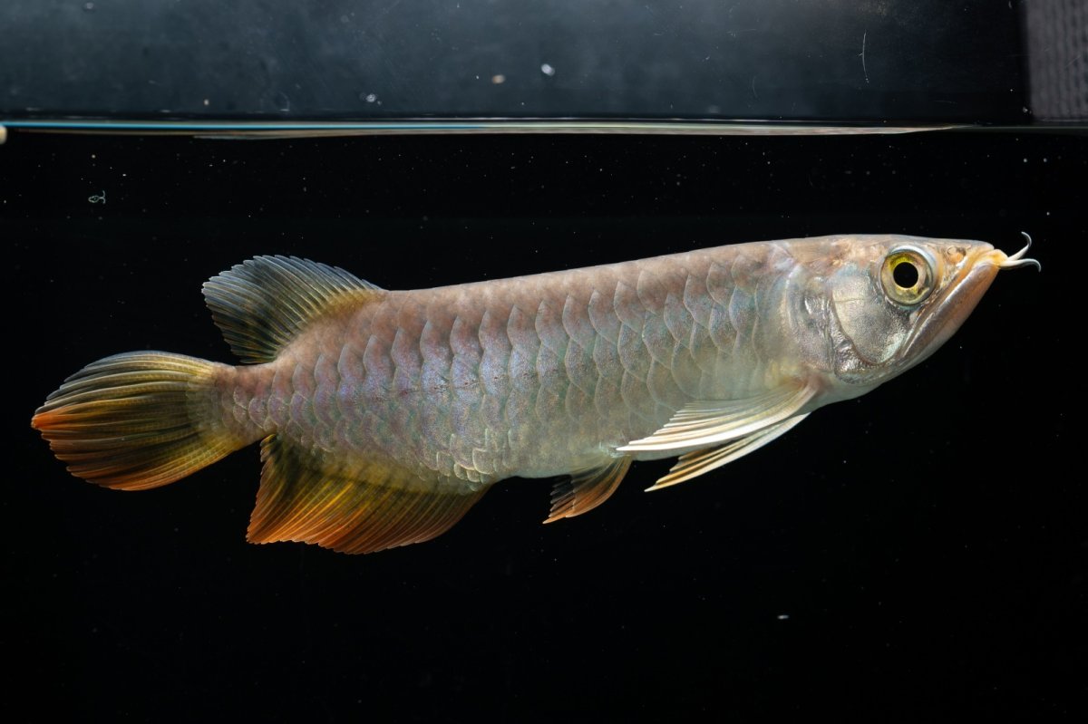 画像6: 紅尾金龍　 NO.16（ディナミカカプアス産） (6)