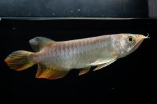 画像6: 紅尾金龍　 NO.16（ディナミカカプアス産） (6)