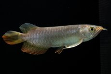 画像4: 紅尾金龍　 NO.16（ディナミカカプアス産） (4)