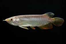 画像15: 紅尾金龍　 NO.16（ディナミカカプアス産） (15)