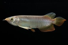 画像5: 紅尾金龍　 NO.16（ディナミカカプアス産） (5)