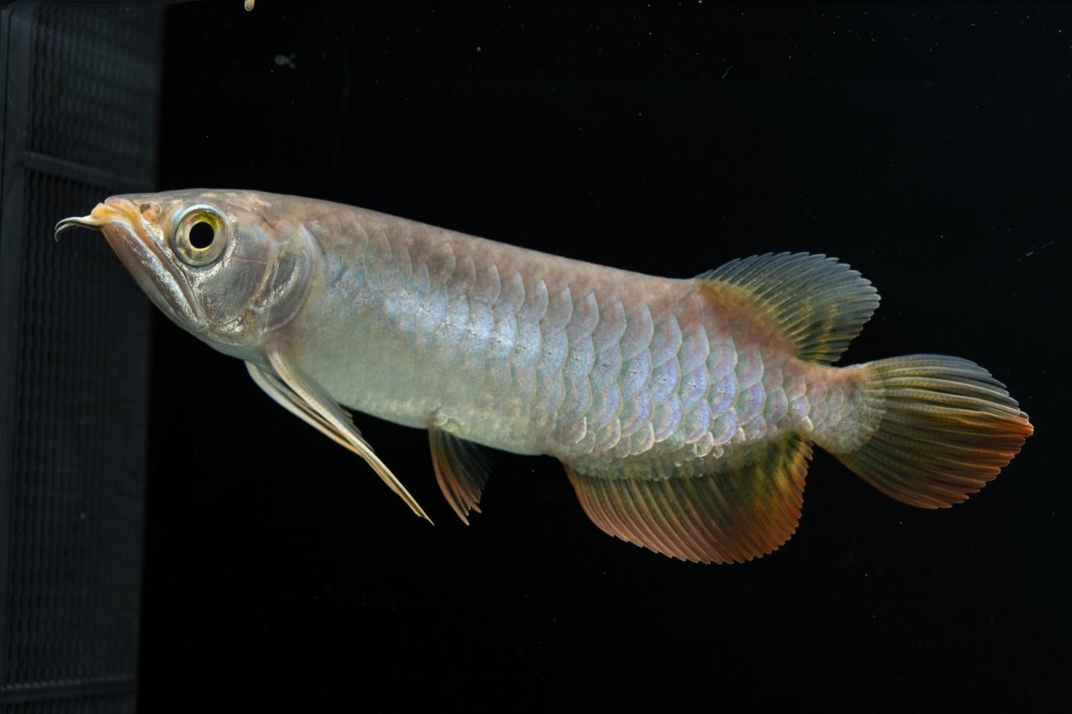 画像13: 紅尾金龍　 NO.16（ディナミカカプアス産） (13)