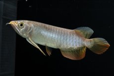 画像13: 紅尾金龍　 NO.16（ディナミカカプアス産） (13)