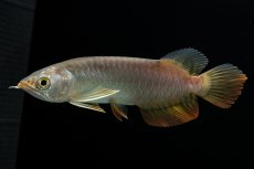 画像11: 紅尾金龍　 NO.16（ディナミカカプアス産） (11)