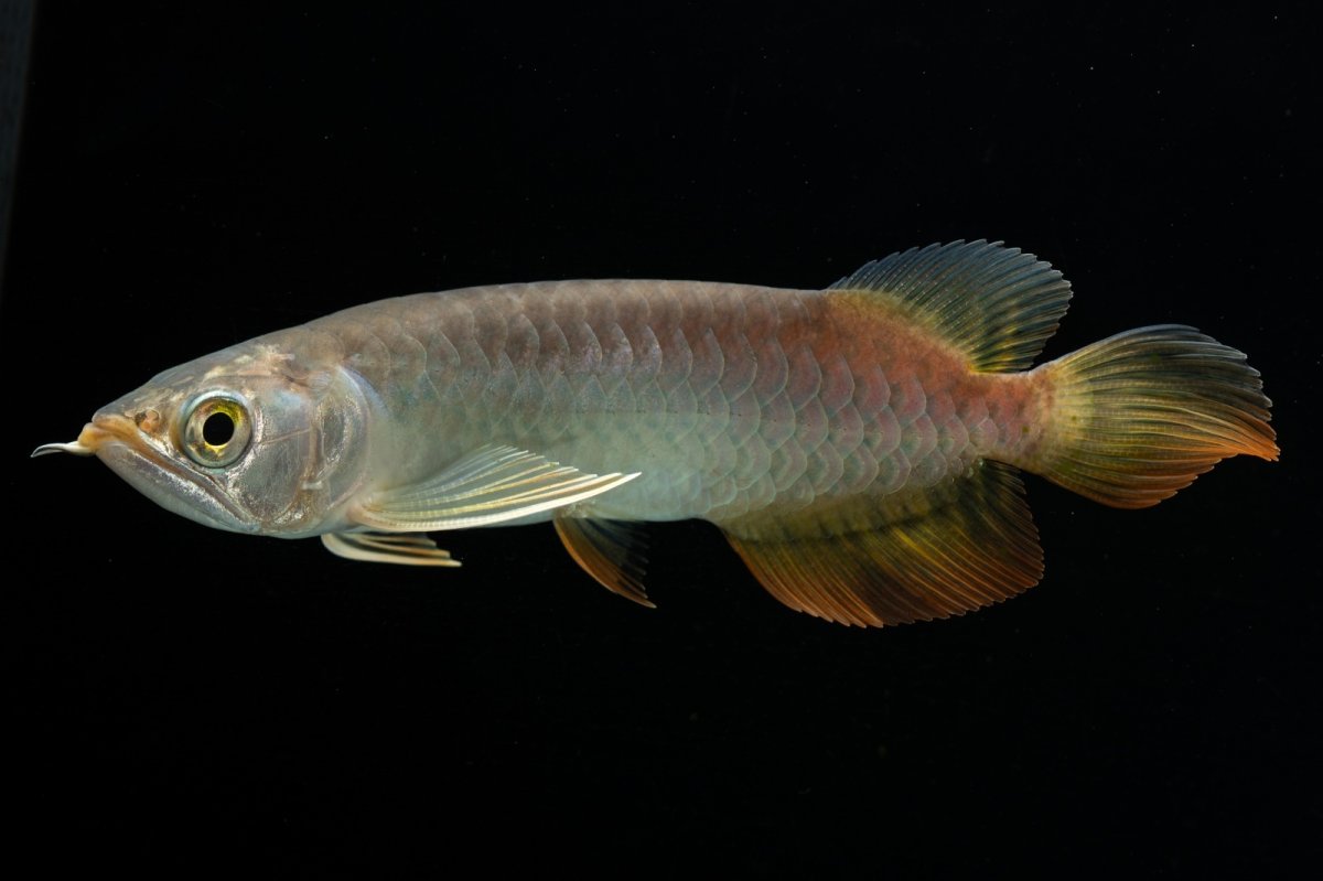 画像7: 紅尾金龍　 NO.16（ディナミカカプアス産） (7)