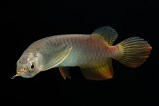 画像9: 紅尾金龍　 NO.16（ディナミカカプアス産） (9)