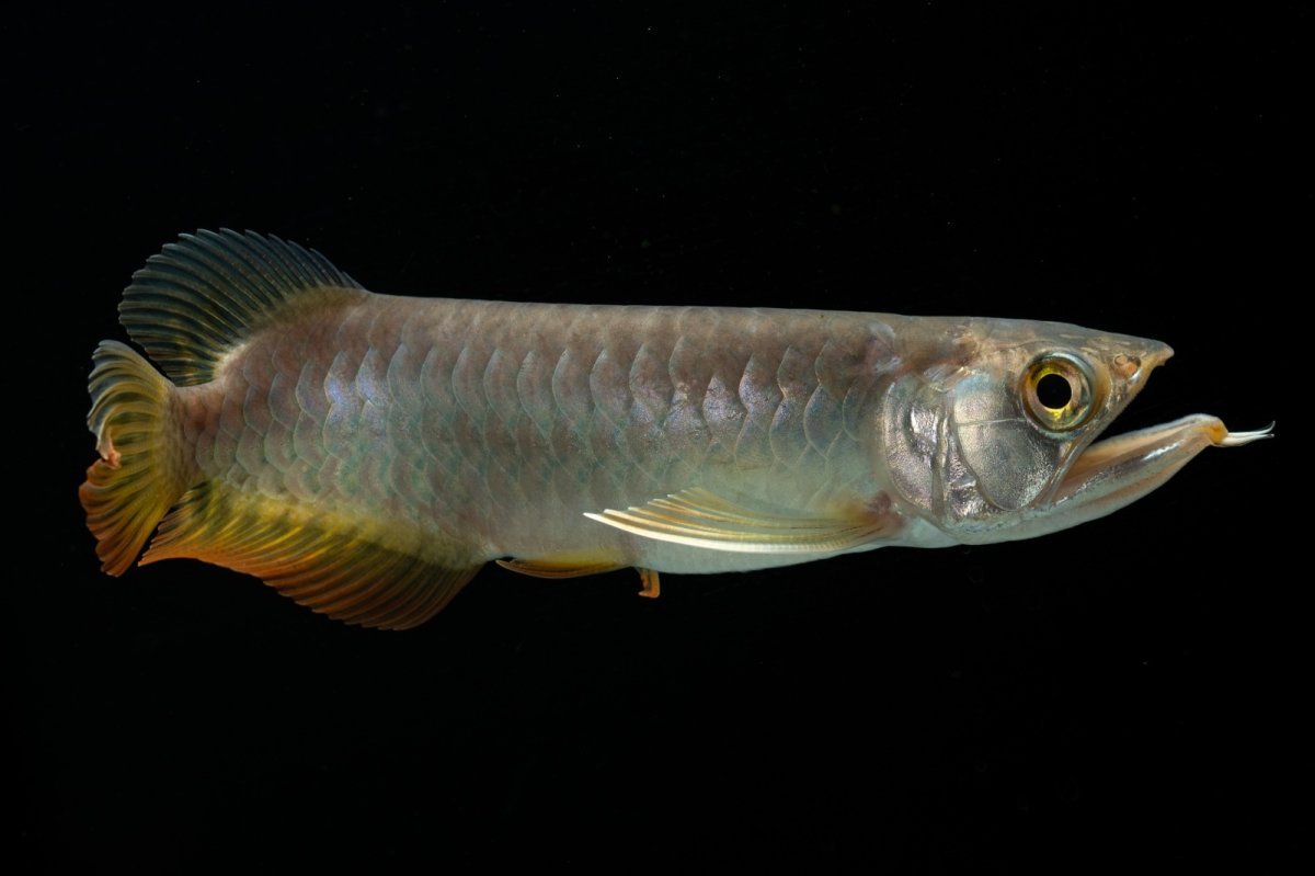 画像8: 紅尾金龍　 NO.16（ディナミカカプアス産） (8)