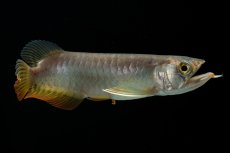 画像8: 紅尾金龍　 NO.16（ディナミカカプアス産） (8)