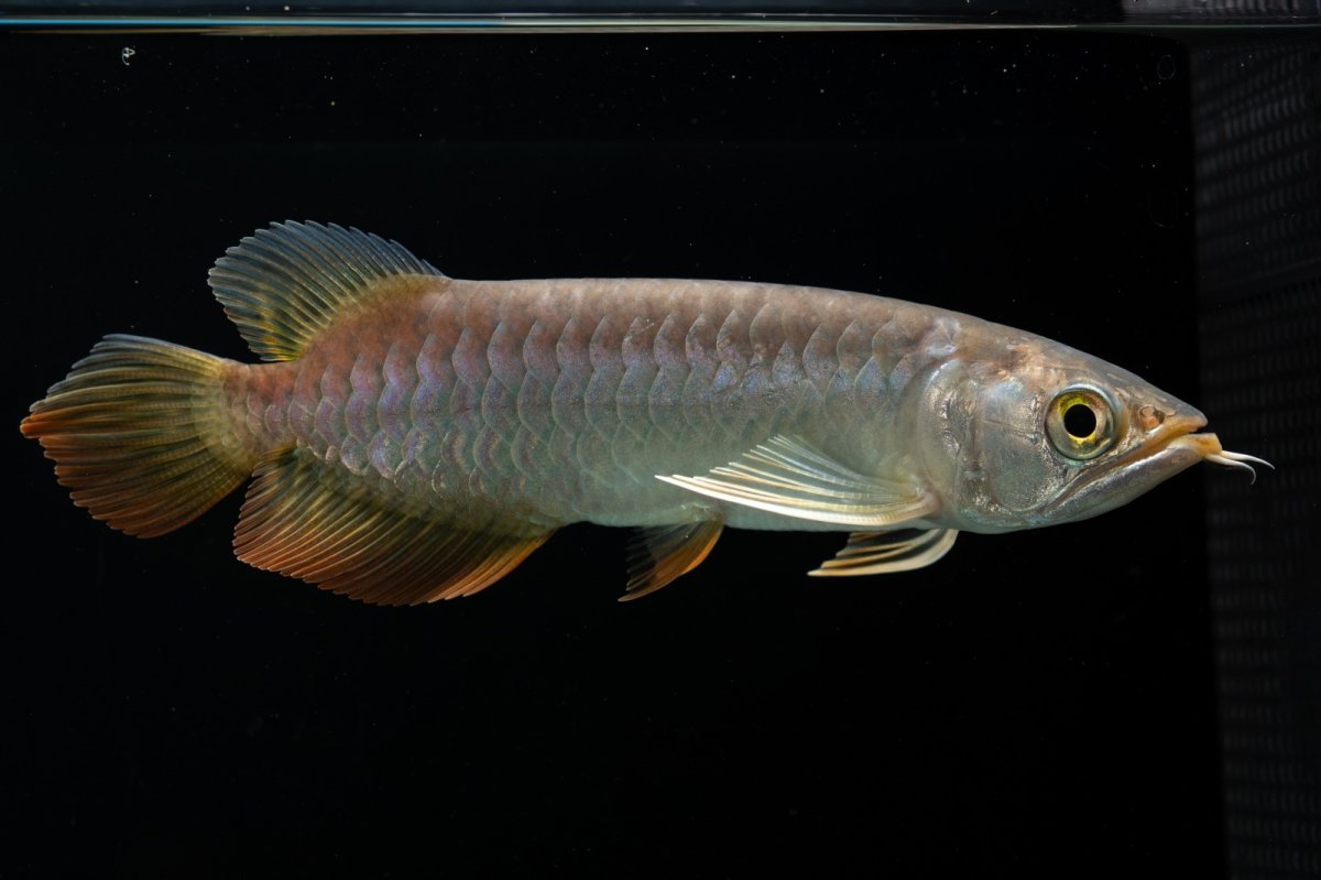 画像2: 紅尾金龍　 NO.16（ディナミカカプアス産） (2)