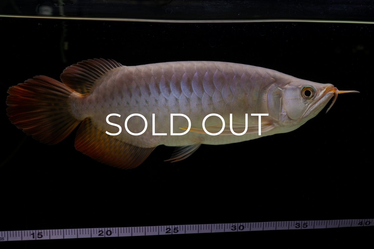 画像29: SUMO Fe.43（横綱） (29)