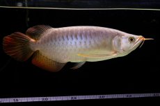 画像29: SUMO Fe.43（横綱） (29)