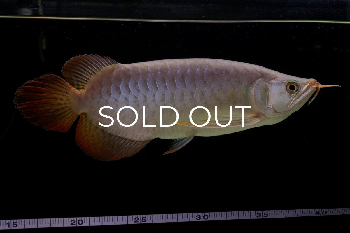 画像28: SUMO Fe.43（横綱） (28)