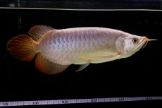 画像28: SUMO Fe.43（横綱） (28)