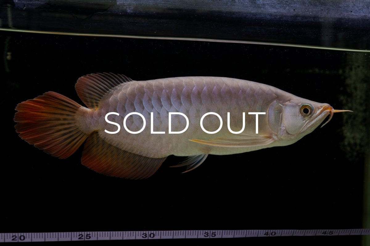 画像26: SUMO Fe.43（横綱） (26)