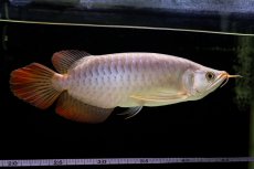 画像26: SUMO Fe.43（横綱） (26)