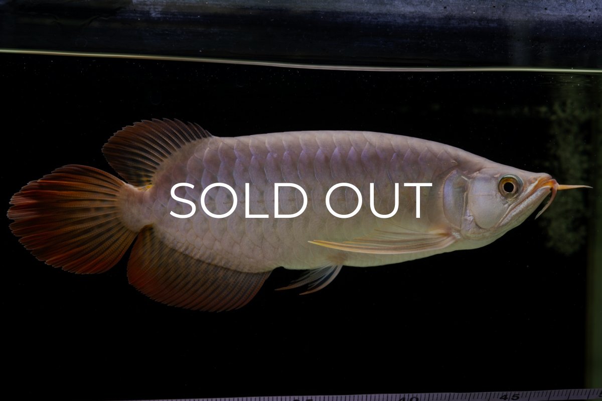 画像1: SUMO Fe.43（横綱） (1)