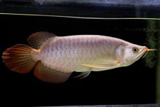 画像1: SUMO Fe.43（横綱） (1)