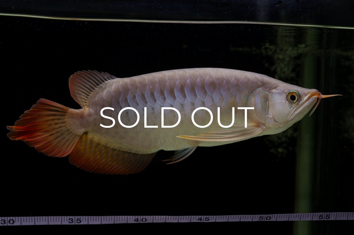 画像24: SUMO Fe.43（横綱） (24)