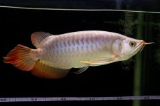 画像24: SUMO Fe.43（横綱） (24)