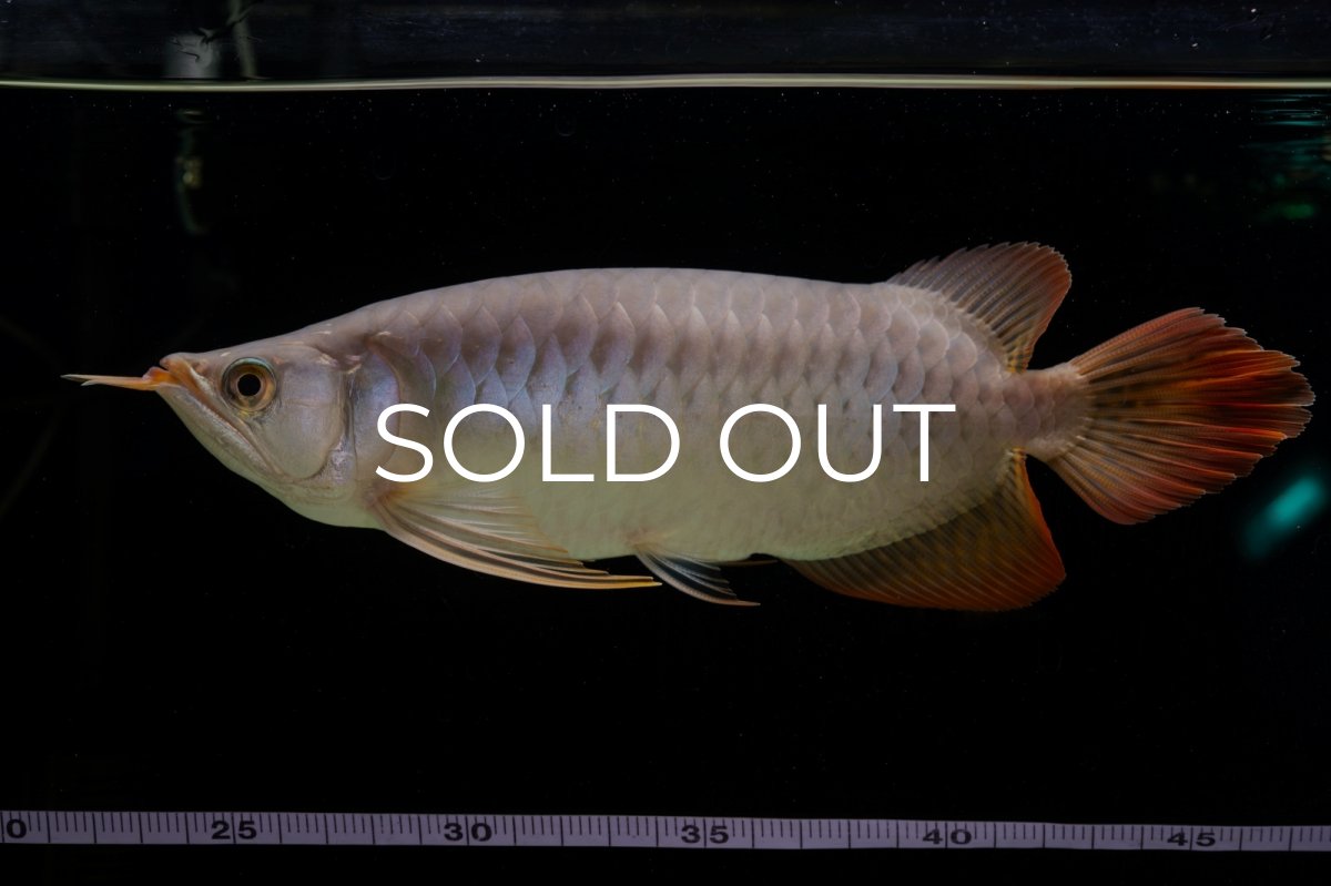 画像27: SUMO Fe.43（横綱） (27)