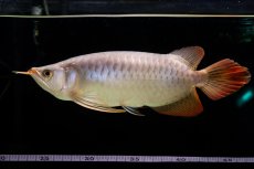 画像27: SUMO Fe.43（横綱） (27)