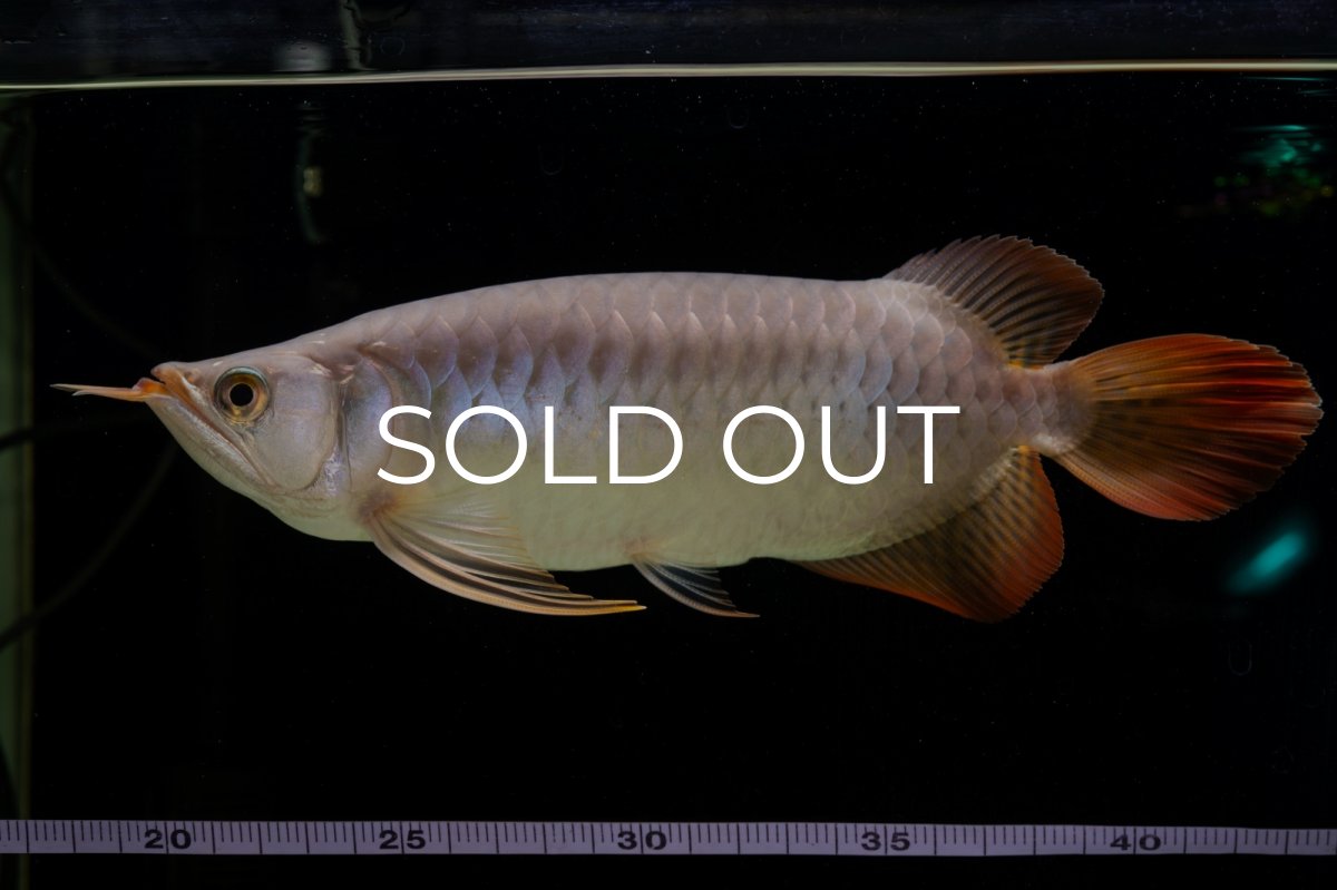 画像25: SUMO Fe.43（横綱） (25)