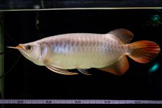 画像25: SUMO Fe.43（横綱） (25)