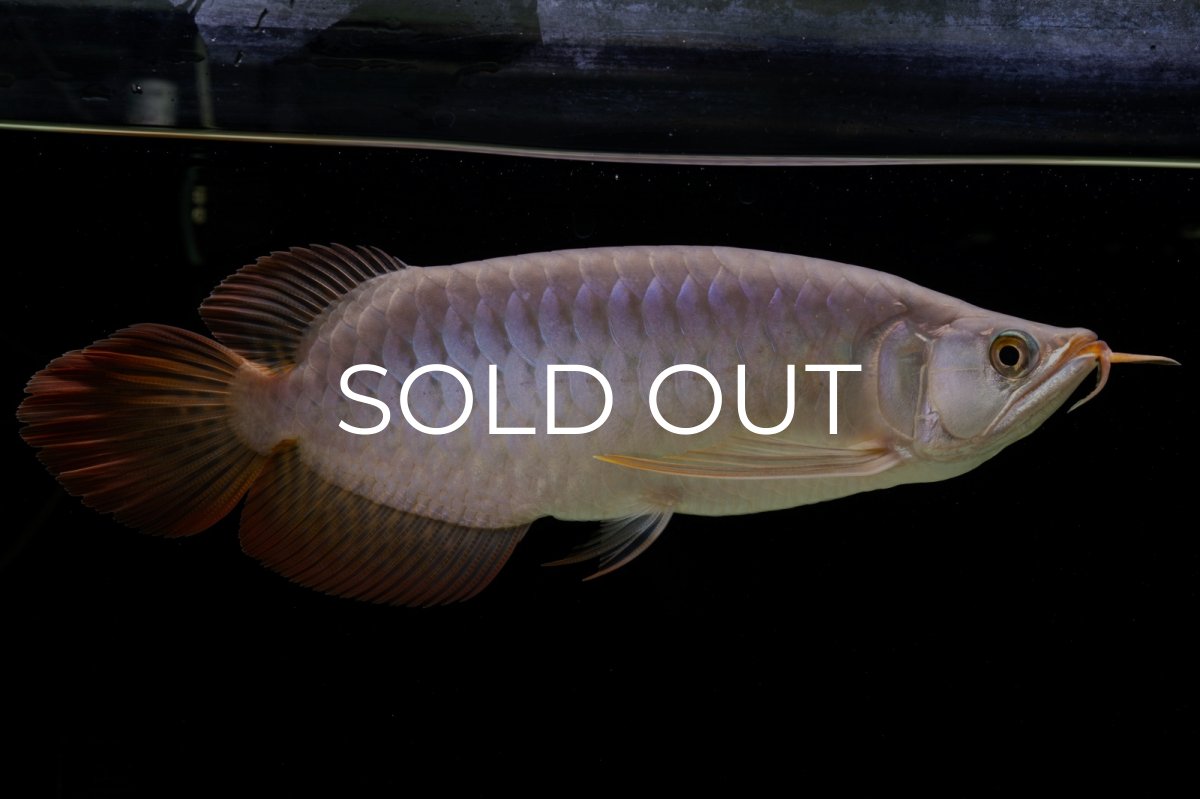 画像7: SUMO Fe.43（横綱） (7)