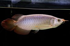 画像7: SUMO Fe.43（横綱） (7)